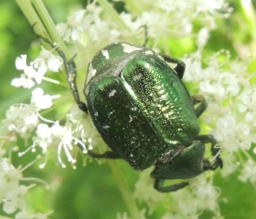 Gnorimus nobilis